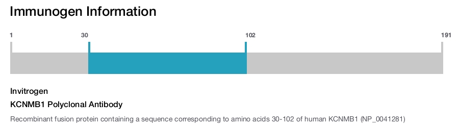 KCNMB1 Polyclonal Antibody