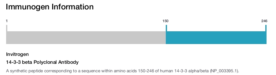14-3-3 beta Polyclonal Antibody