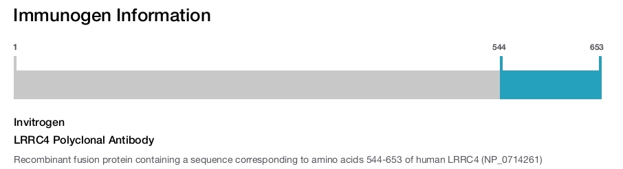LRRC4 Polyclonal Antibody