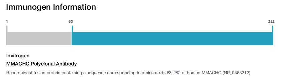 MMACHC Polyclonal Antibody