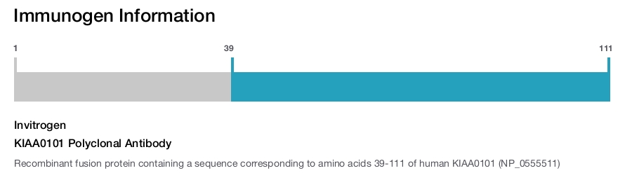 KIAA0101 Polyclonal Antibody