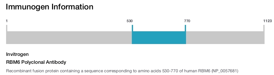 RBM6 Polyclonal Antibody