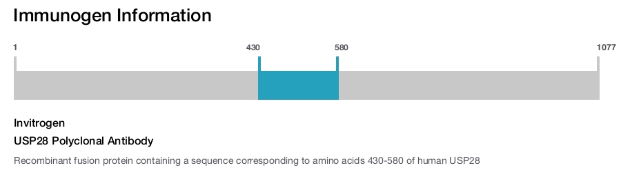 USP28 Polyclonal Antibody