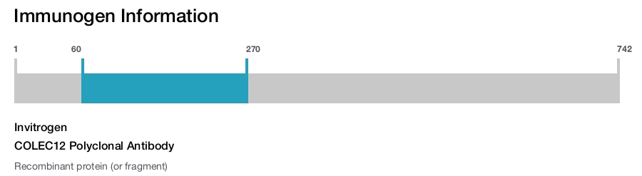 COLEC12 Polyclonal Antibody