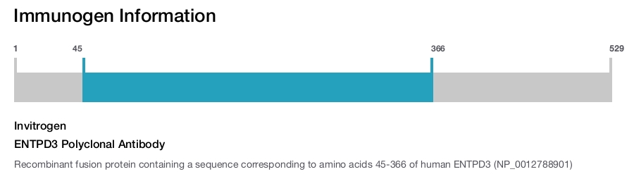ENTPD3 Polyclonal Antibody