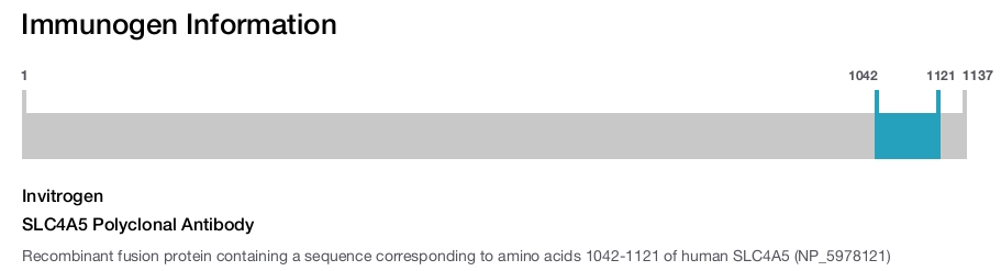 SLC4A5 Polyclonal Antibody