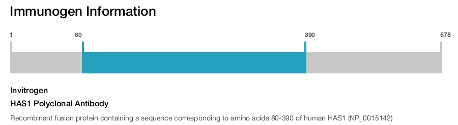HAS1 Polyclonal Antibody