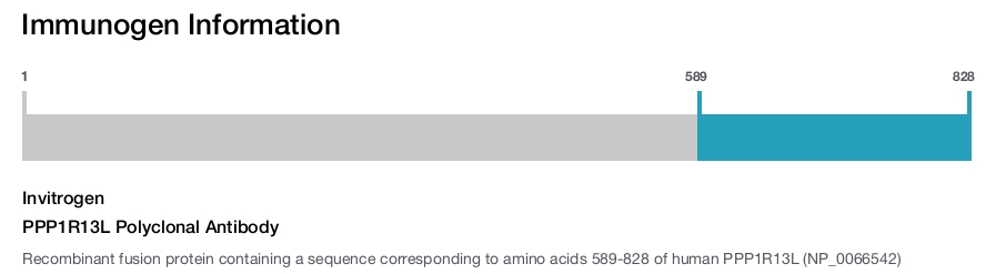 PPP1R13L Polyclonal Antibody