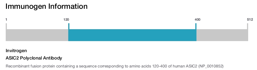 ASIC2 Polyclonal Antibody