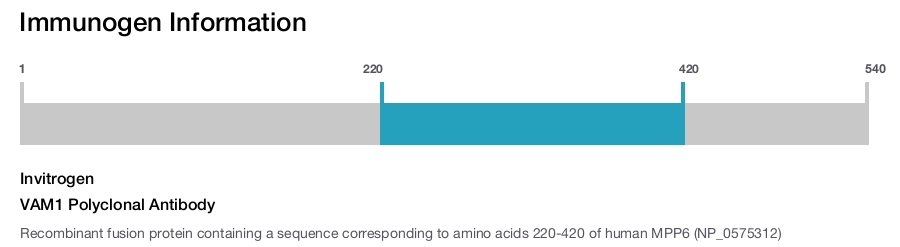 VAM1 Polyclonal Antibody