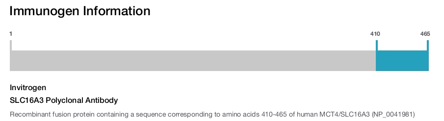 SLC16A3 Polyclonal Antibody