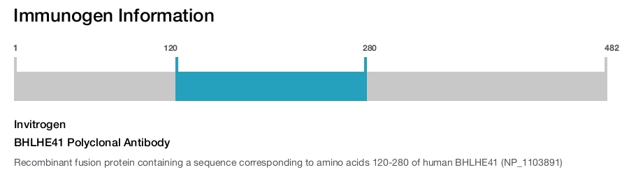 BHLHE41 Polyclonal Antibody