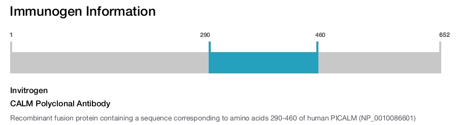 CALM Polyclonal Antibody