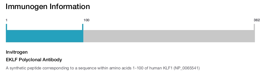 EKLF Polyclonal Antibody