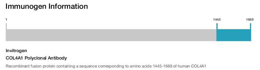 COL4A1 Polyclonal Antibody