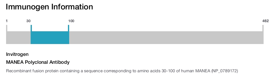 MANEA Polyclonal Antibody