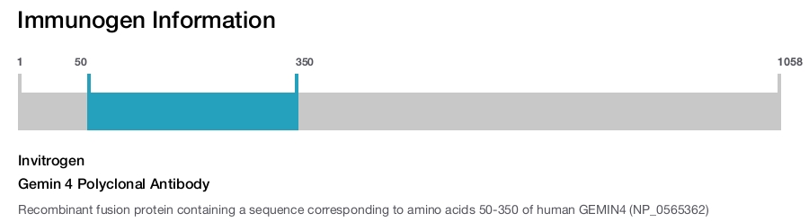 Gemin 4 Polyclonal Antibody