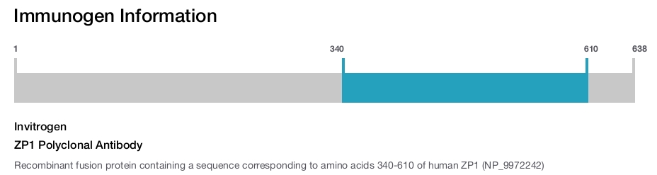 ZP1 Polyclonal Antibody