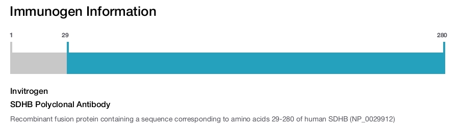 SDHB Polyclonal Antibody