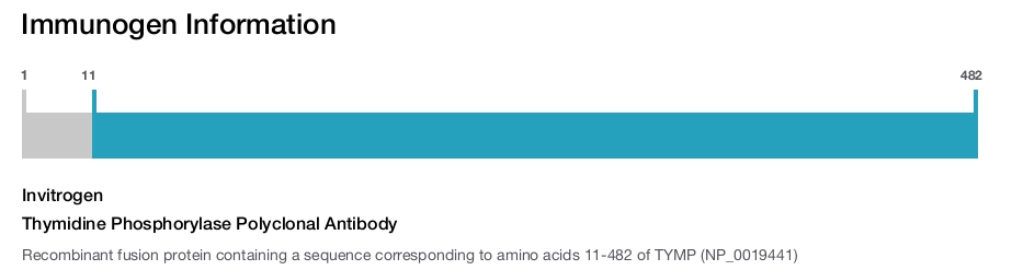 Thymidine Phosphorylase Polyclonal Antibody
