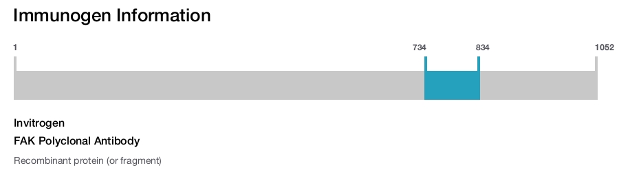 FAK Polyclonal Antibody