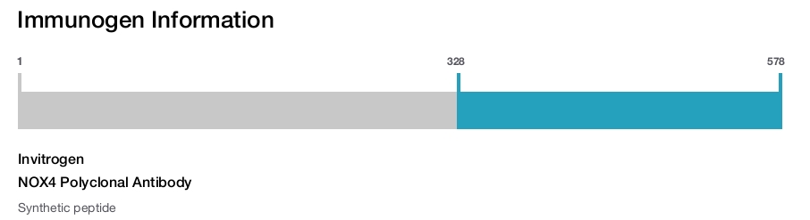 NOX4 Polyclonal Antibody
