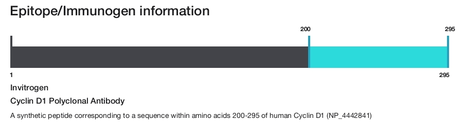 Cyclin D1 Polyclonal Antibody