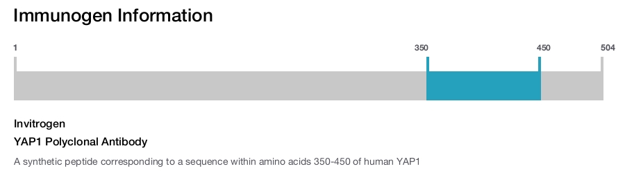 YAP1 Polyclonal Antibody