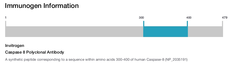 Caspase 8 Polyclonal Antibody