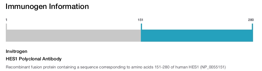 HES1 Polyclonal Antibody
