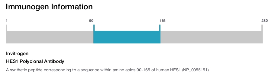 HES1 Polyclonal Antibody