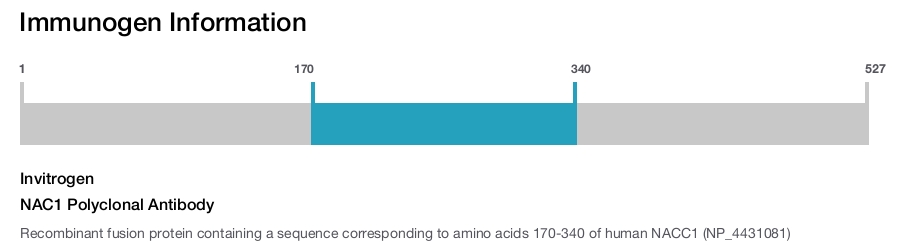 NAC1 Polyclonal Antibody