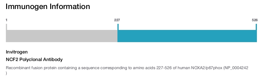 NCF2 Polyclonal Antibody