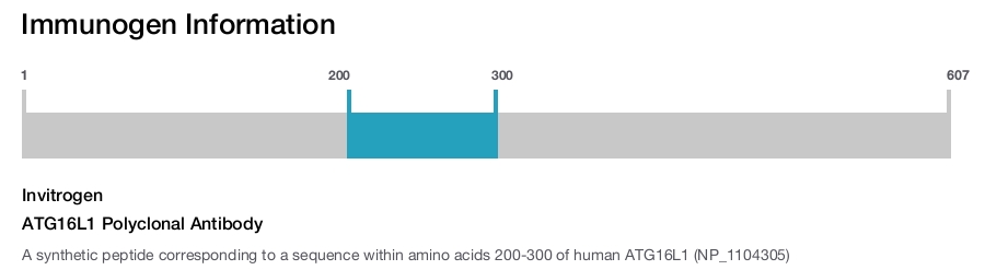ATG16L1 Polyclonal Antibody
