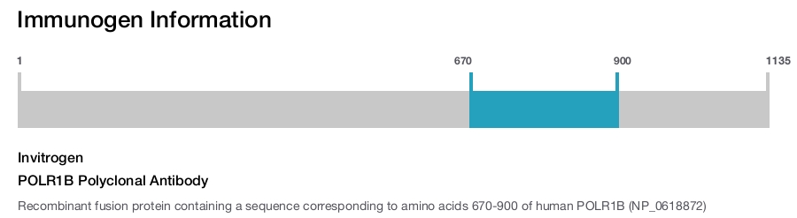 POLR1B Polyclonal Antibody