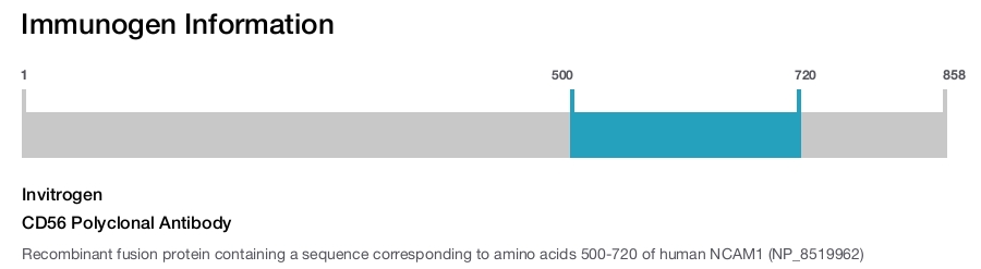 CD56 Polyclonal Antibody