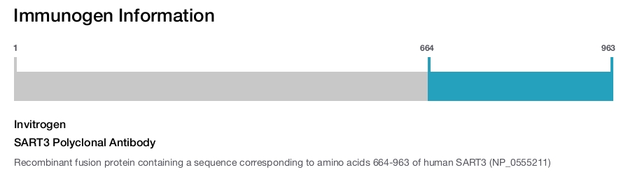 SART3 Polyclonal Antibody
