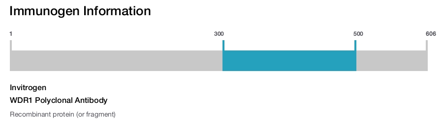 WDR1 Polyclonal Antibody