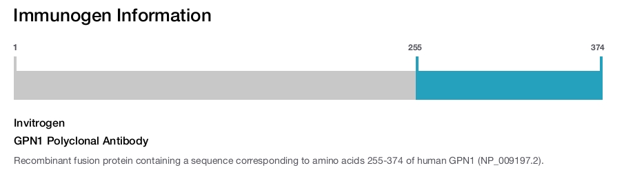 GPN1 Polyclonal Antibody