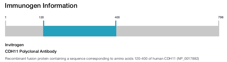 CDH11 Polyclonal Antibody