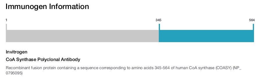 CoA Synthase Polyclonal Antibody