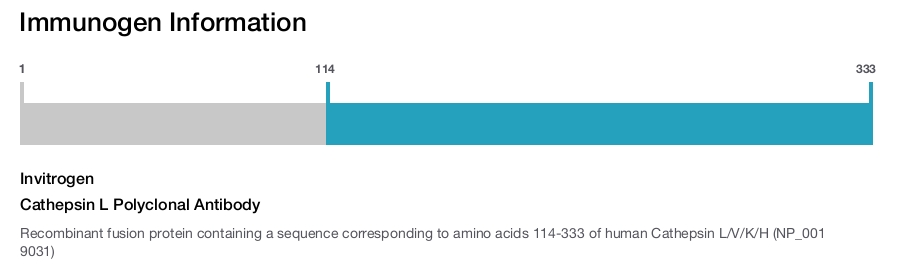 Cathepsin L Polyclonal Antibody