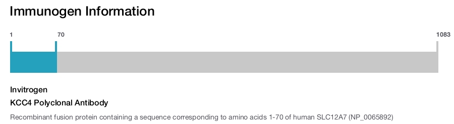 KCC4 Polyclonal Antibody