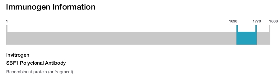 SBF1 Polyclonal Antibody