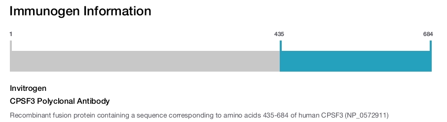 CPSF3 Polyclonal Antibody