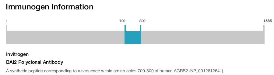 BAI2 Polyclonal Antibody