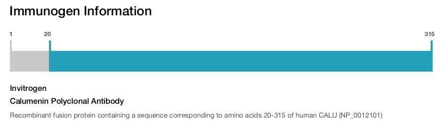 Calumenin Polyclonal Antibody