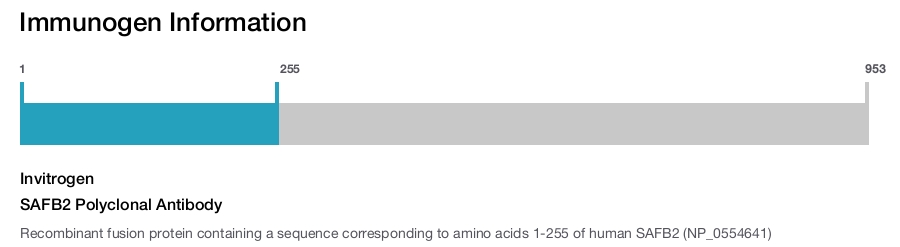 SAFB2 Polyclonal Antibody