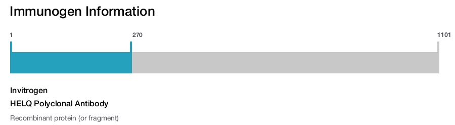 HELQ Polyclonal Antibody