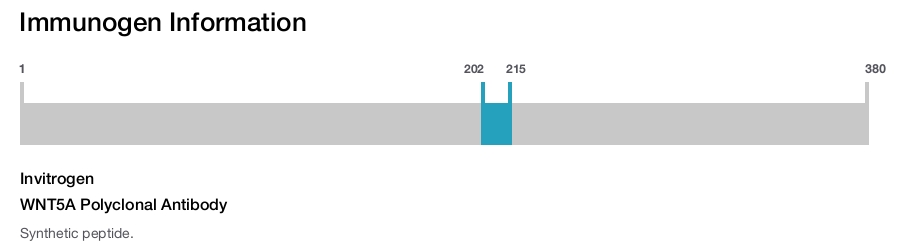 WNT5A Polyclonal Antibody